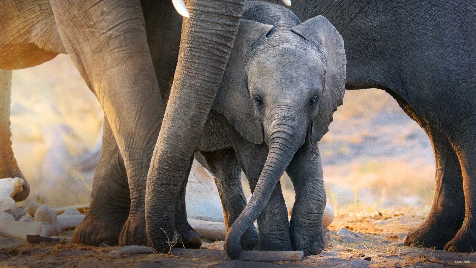 Elephant