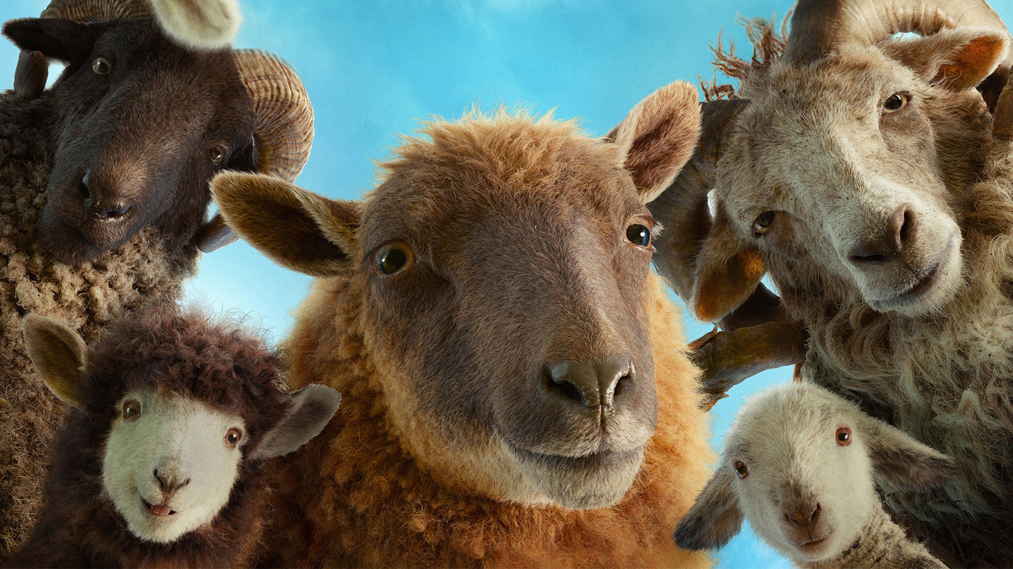 The Sheep Detectives